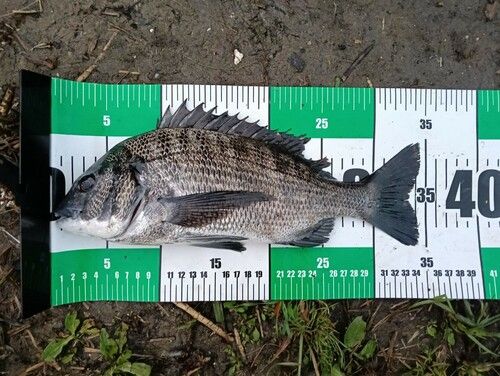 クロダイの釣果