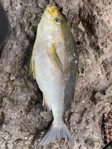 イサキの釣果