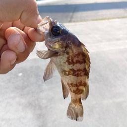 メバル
