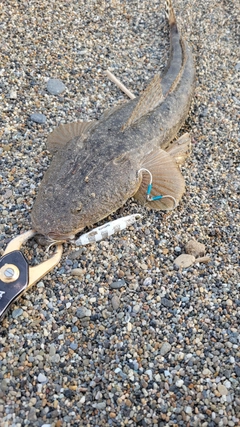 コチの釣果