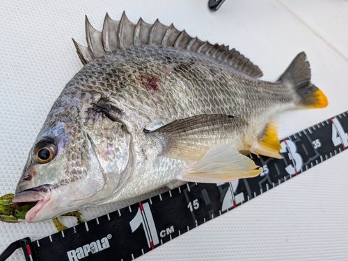 キビレの釣果