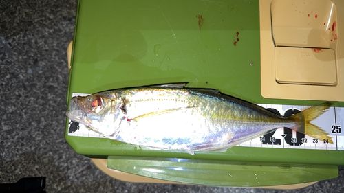 マアジの釣果