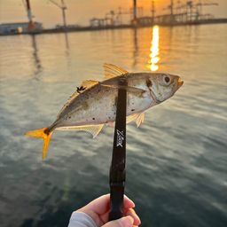 アジ