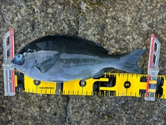 グレの釣果