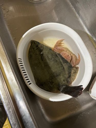 クロガシラガレイの釣果