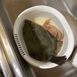 クロガシラガレイ