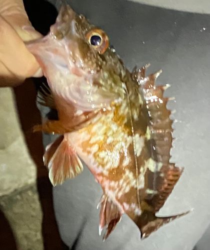 カサゴの釣果