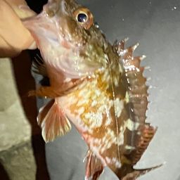 カサゴ