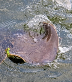 アカエイの釣果