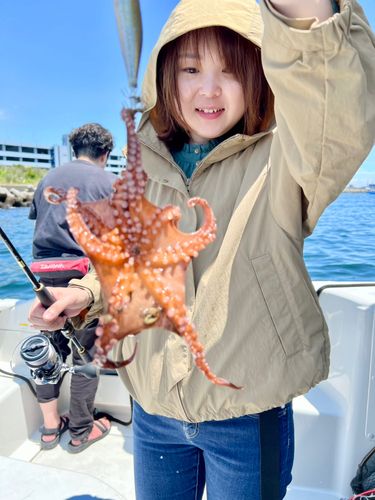 マダコの釣果
