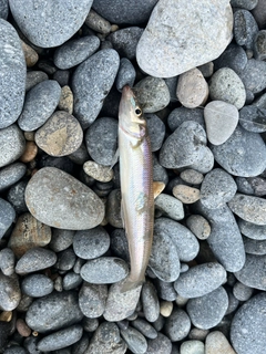 キスの釣果