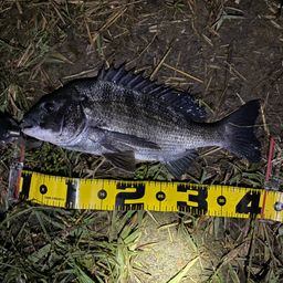 クロダイ