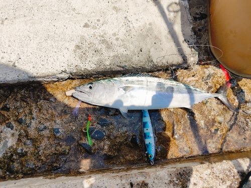 ハガツオの釣果