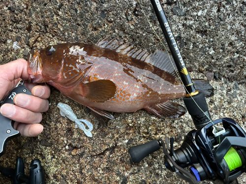 アコウの釣果