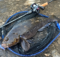 アイナメの釣果