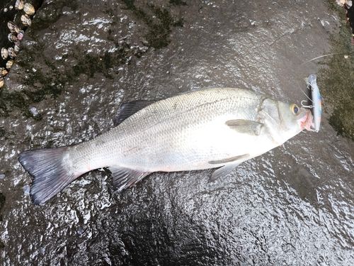ヒラスズキの釣果