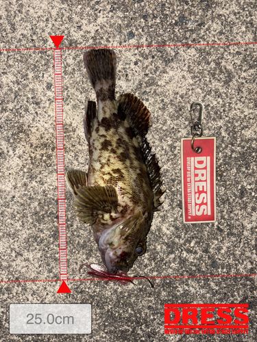 カサゴの釣果