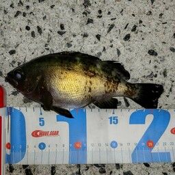 アオメバル