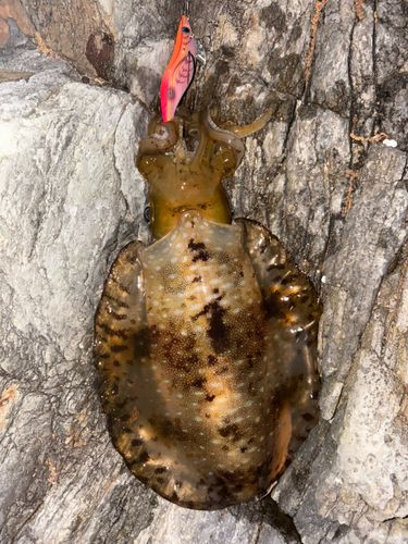 アオリイカの釣果