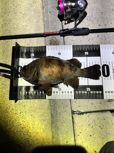 アカメバルの釣果