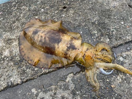 アオリイカの釣果