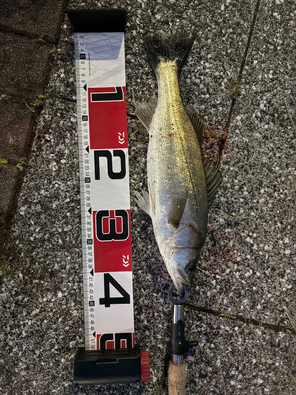 セイゴ（マルスズキ）