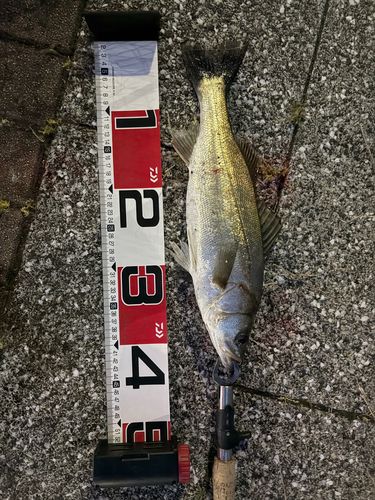 セイゴ（マルスズキ）の釣果