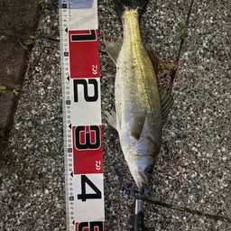 セイゴ（マルスズキ）