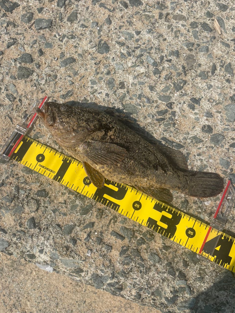 タケノコメバル