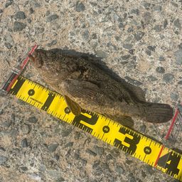 タケノコメバル