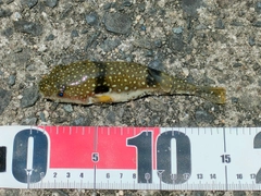 クサフグの釣果