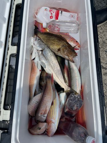 シロアマダイの釣果