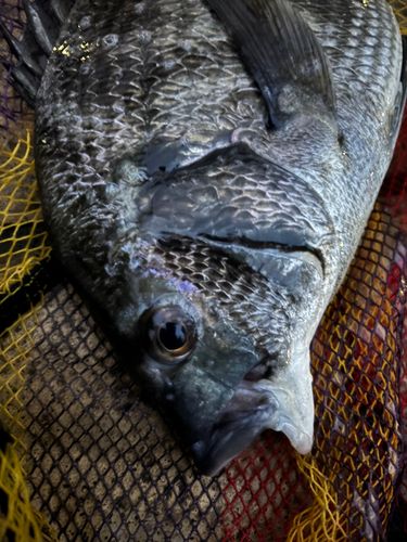 チヌの釣果