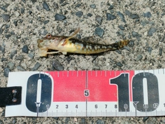 トラハゼの釣果