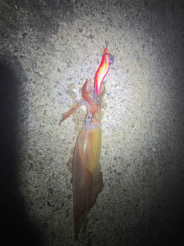 ヤリイカの釣果