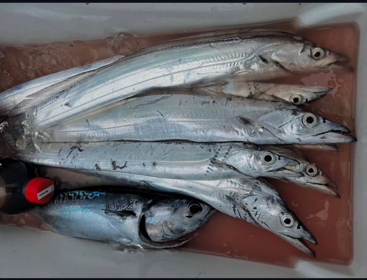 大橋青湖 釣魚秘傳集 限定500部 釣果情報【橋安丸／焼津小川港】2025年7月速報 - アングラーズ