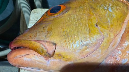 バラフエダイの釣果