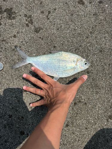 リュウキュウドロクイの釣果