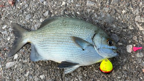 バラフエダイの釣果