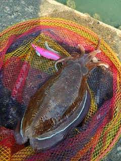 モンゴウイカの釣果