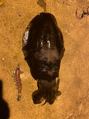 アオリイカの釣果