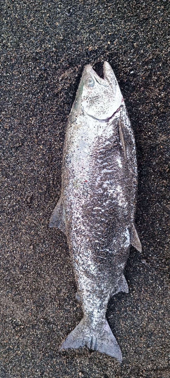 AbuGarcia トラウティンマーキス ノーザンカスタムの最安値