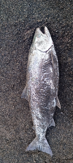 サクラマスの釣果