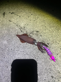 アカイカの釣果