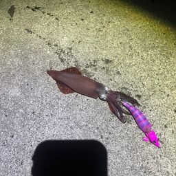 アカイカ