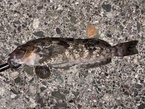 アイナメの釣果