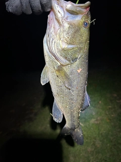 ラージマウスバスの釣果