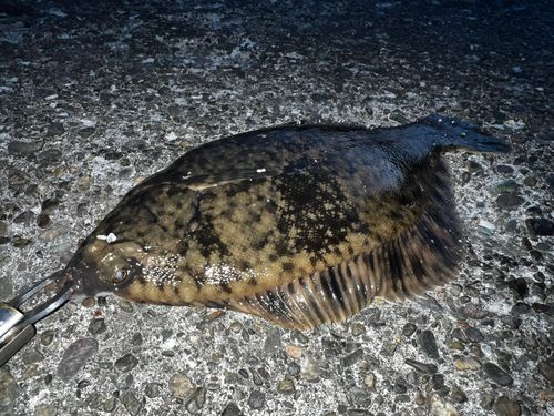 クロガシラガレイの釣果
