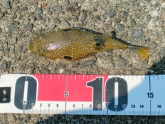 クサフグの釣果