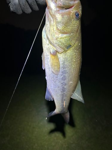 ラージマウスバスの釣果